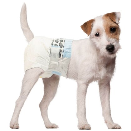 female diaper on dog